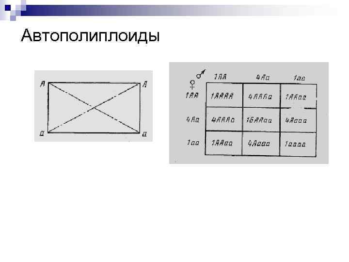 Автополиплоиды 