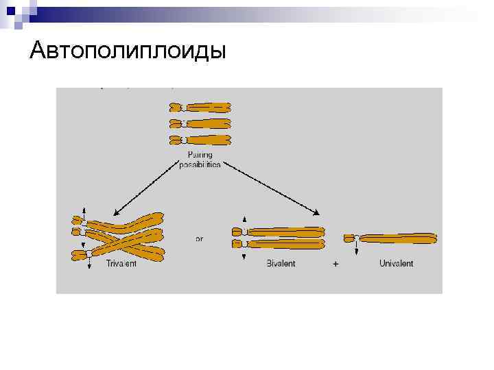 Автополиплоиды 