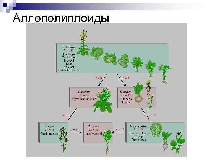 Аллополиплоиды 