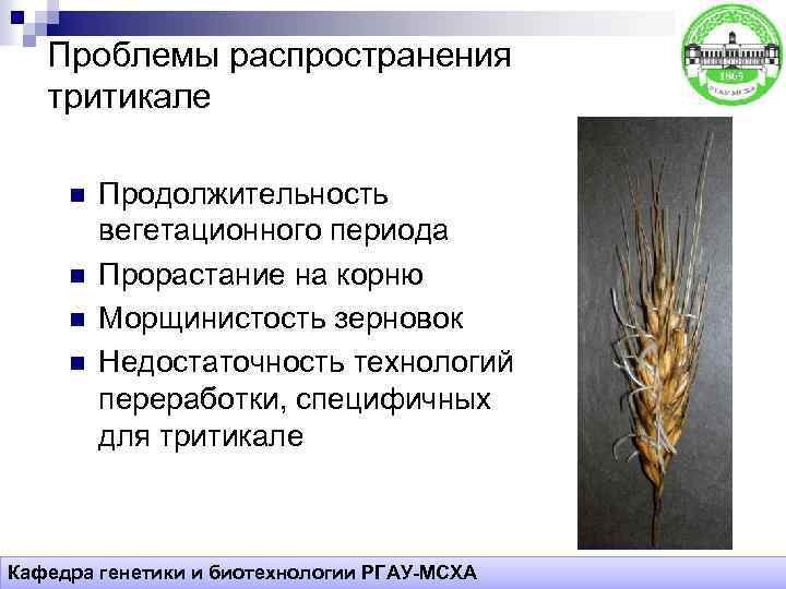 Проблемы распространения тритикале n n Продолжительность вегетационного периода Прорастание на корню Морщинистость зерновок Недостаточность