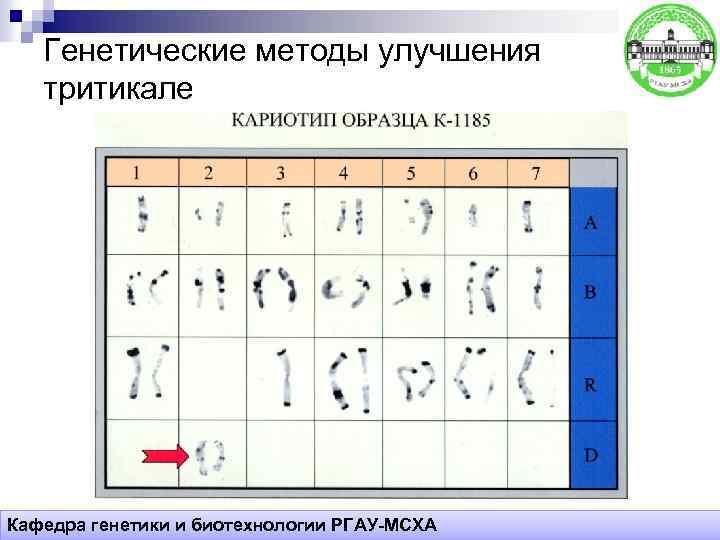 Генетические методы улучшения тритикале Кафедра генетики и биотехнологии РГАУ-МСХА 