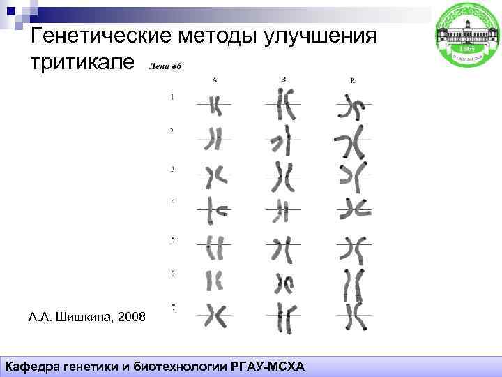 Генетические методы улучшения тритикале А. А. Шишкина, 2008 Кафедра генетики и биотехнологии РГАУ-МСХА 