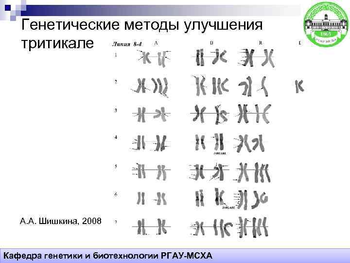 Генетические методы улучшения тритикале А. А. Шишкина, 2008 Кафедра генетики и биотехнологии РГАУ-МСХА 