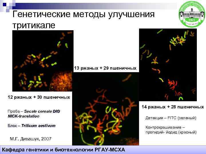 Генетические методы улучшения тритикале 13 ржаных + 29 пшеничных 12 ржаных + 30 пшеничных
