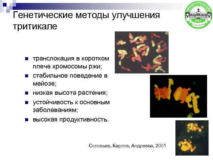Генетические методы улучшения тритикале n n n транслокация в коротком плече хромосомы ржи; стабильное