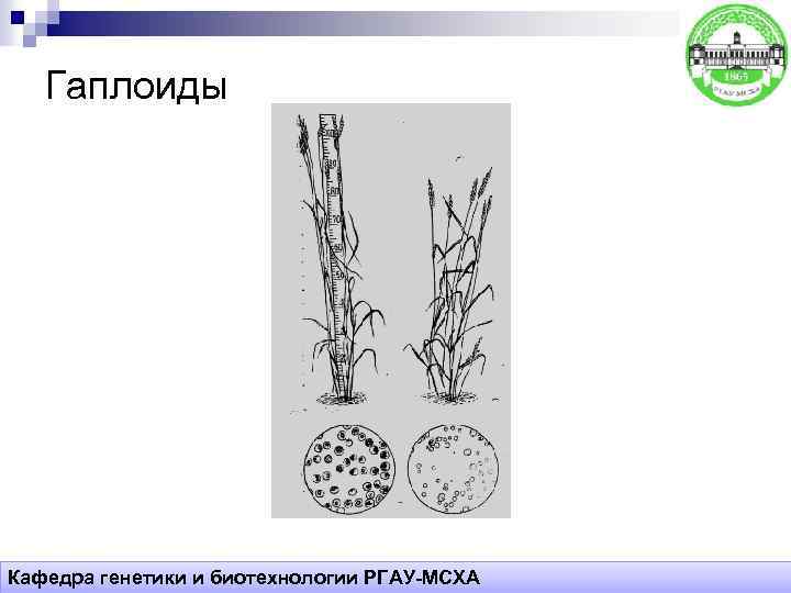 Гаплоиды Кафедра генетики и биотехнологии РГАУ-МСХА 