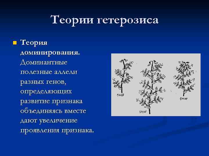 Теории гетерозиса n Теория доминирования. Доминантные полезные аллели разных генов, определяющих развитие признака объединяясь