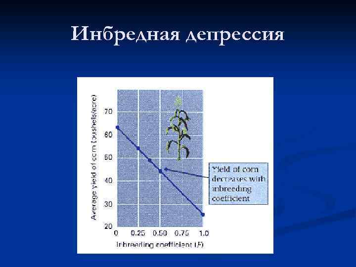 Инбредная депрессия. Причины инбредной депрессии. Инбридинг депрессия. Инбредная депрессия пример.