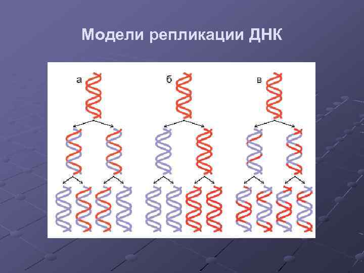 Модели репликации ДНК 