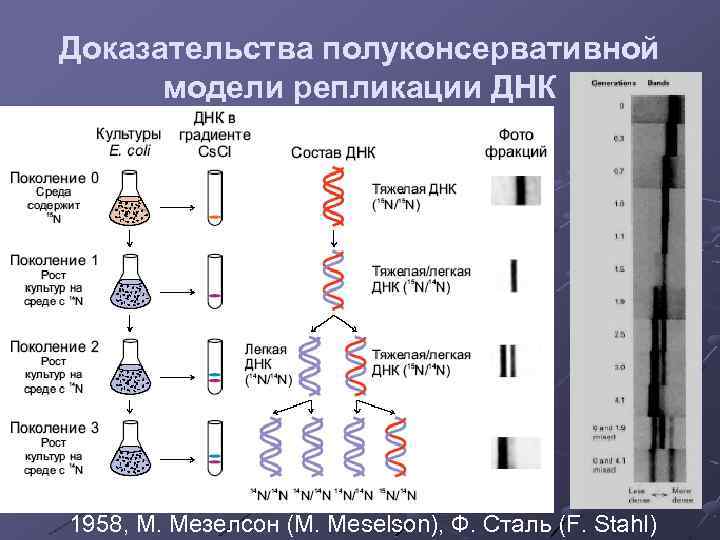 Метод меченых атомов презентация