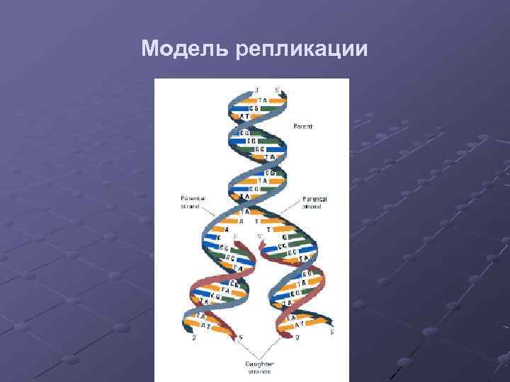 Модель репликации 