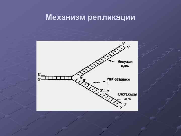 Механизм репликации 