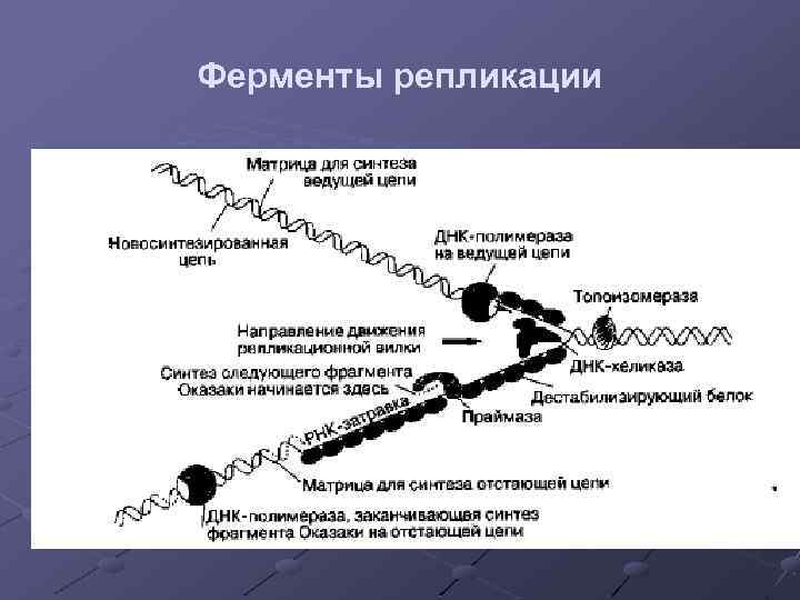 Ферменты репликации 