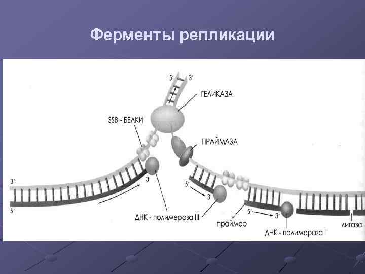 Ферменты репликации 