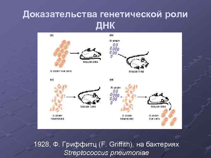 Генетическая роль