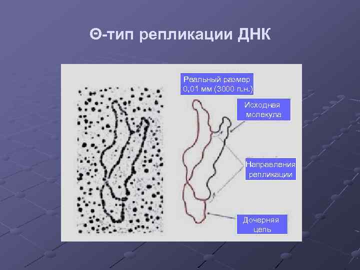 Θ-тип репликации ДНК Реальный размер 0, 01 мм (3000 п. н. ) Исходная молекула