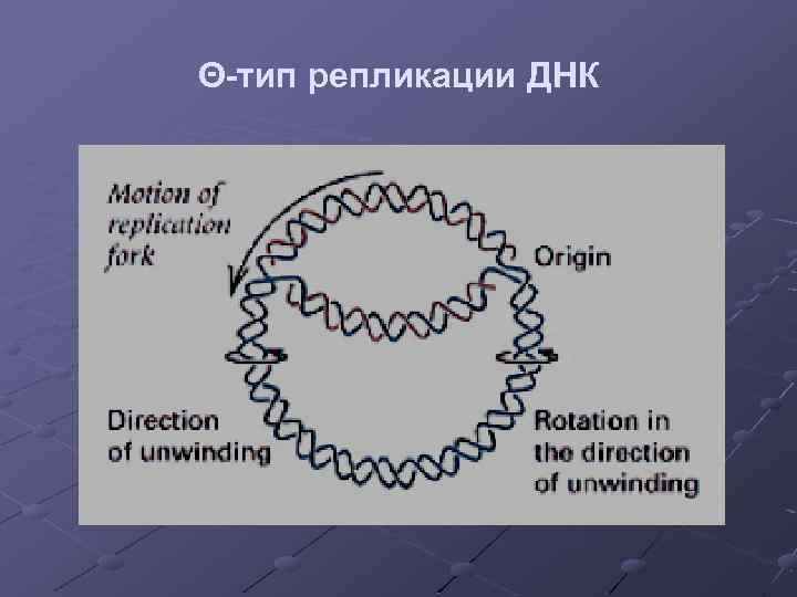 Θ-тип репликации ДНК 
