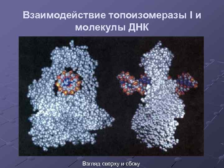 Взаимодействие топоизомеразы I и молекулы ДНК Взгляд сверху и сбоку 