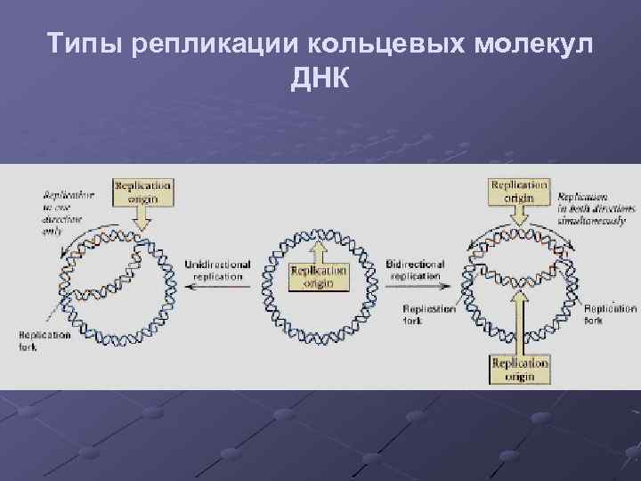 Кольцевая молекула днк