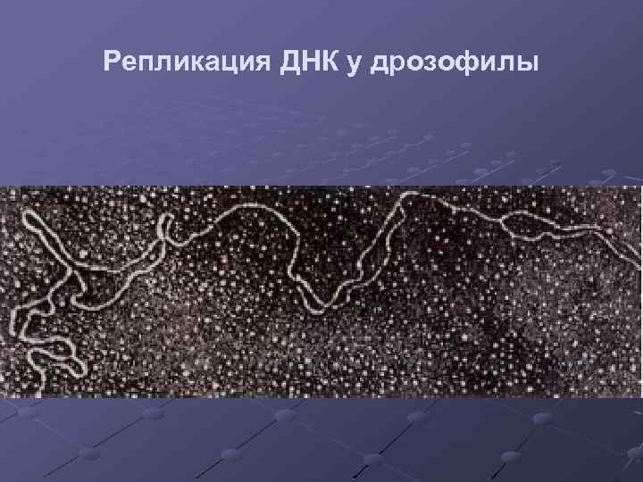 Репликация ДНК у дрозофилы 