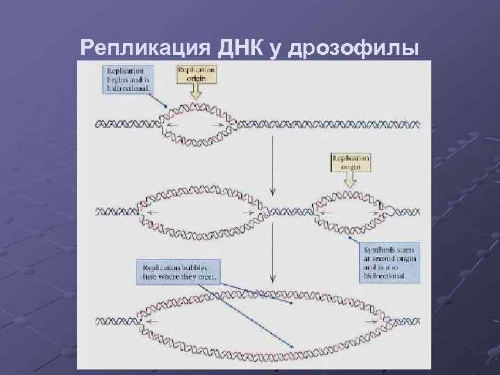 Репликация ДНК у дрозофилы 