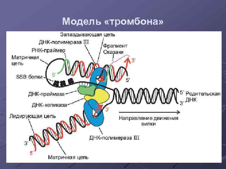 Модель «тромбона» 
