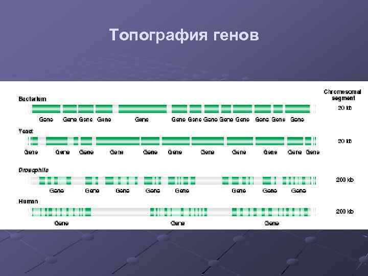Топография генов 