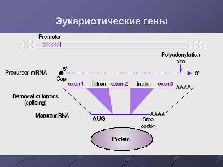 Эукариотические гены 