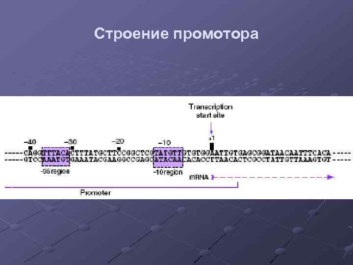 Строение промотора 