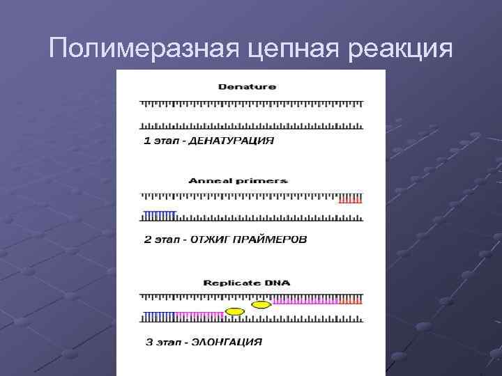 Полимеразная цепная реакция 