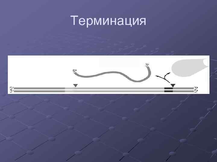 Терминация 