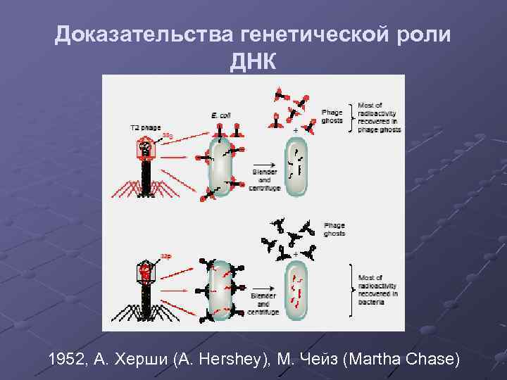 Доказательства генетической роли ДНК 1952, А. Херши (A. Hershey), М. Чейз (Martha Chase) 
