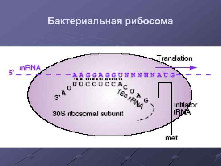 Бактериальная рибосома 