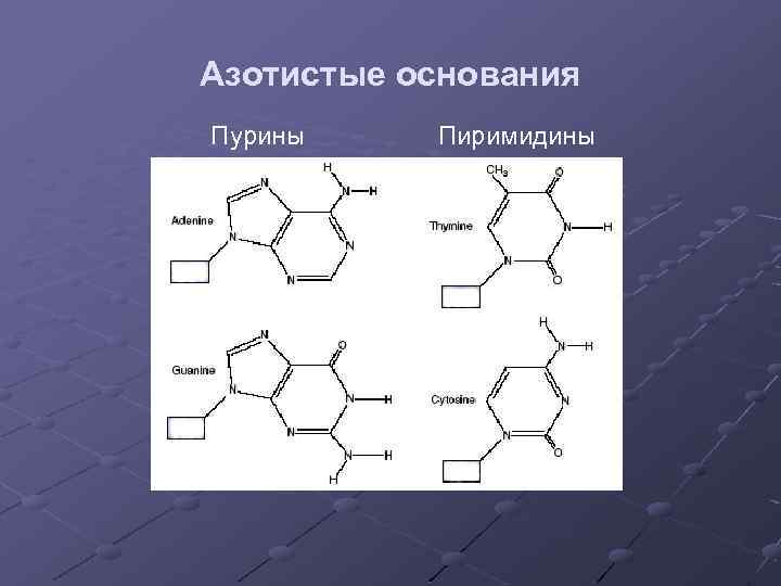Азотистые основания Пурины Пиримидины 