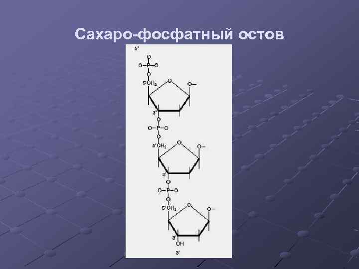 Сахаро-фосфатный остов 