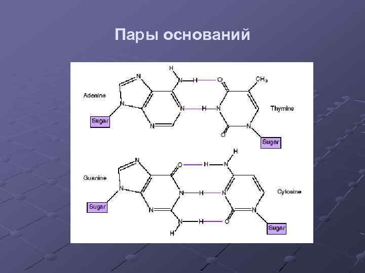 Пары оснований 