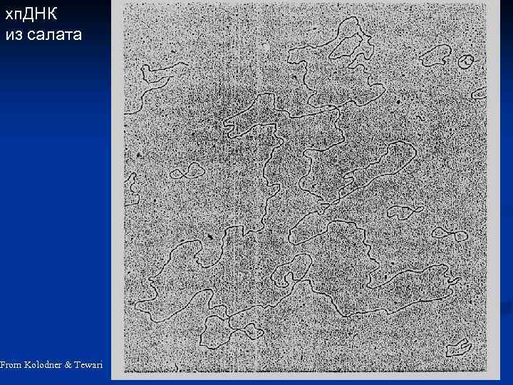 хп. ДНК из салата From Kolodner & Tewari 