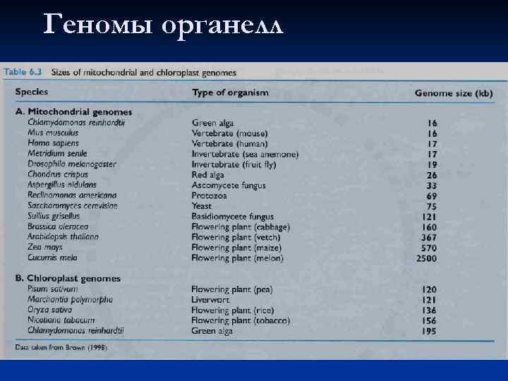 Геномы органелл 