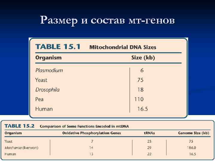 Размер и состав мт-генов 