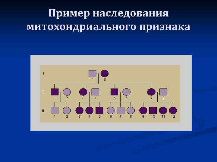 Пример наследования митохондриального признака 