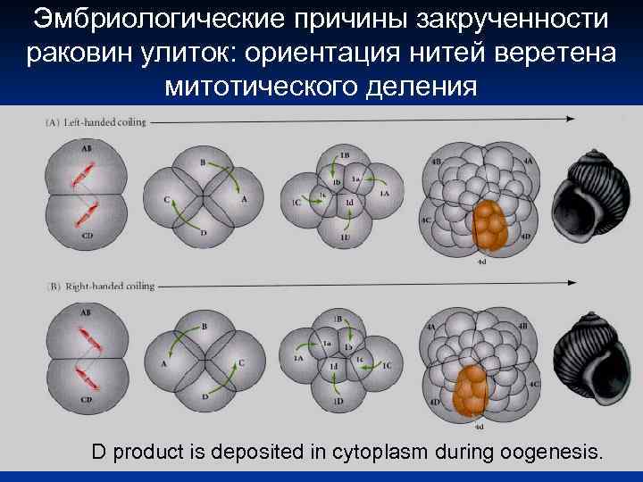 Эмбриологические причины закрученности раковин улиток: ориентация нитей веретена митотического деления D product is deposited