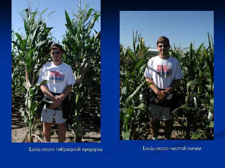 Louis около гибридной кукурузы Louis около чистой линии 