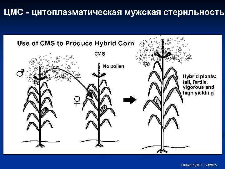ЦМС - цитоплазматическая мужская стерильность Drawn by K. T. Yamato 