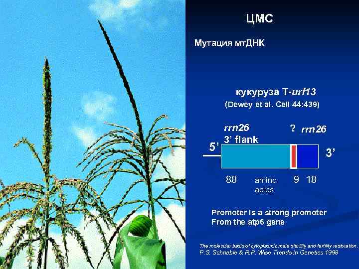 ЦМС Мутация мт. ДНК кукуруза T-urf 13 (Dewey et al. Cell 44: 439) 5’