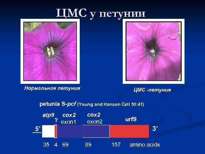 ЦМС у петунии Нормальная петуния ЦМС -петуния petunia S-pcf (Young and Hanson Cell 50: