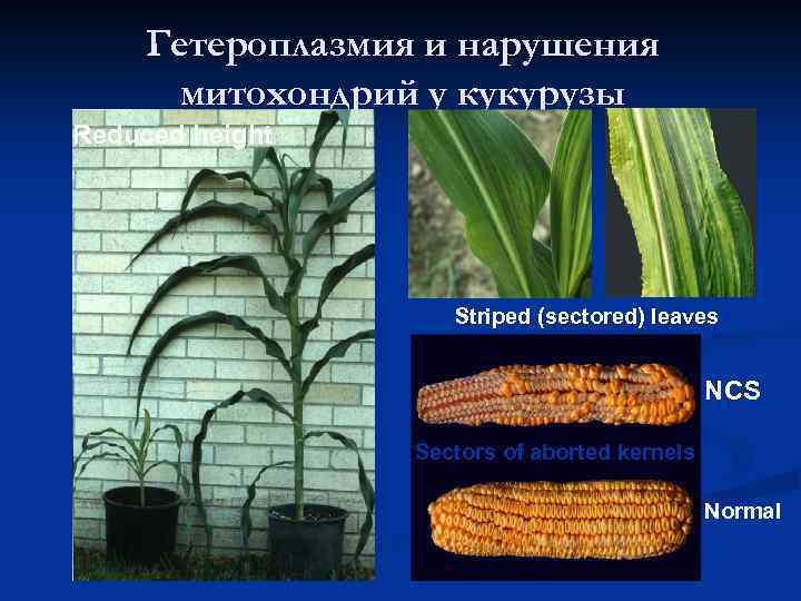Гетероплазмия и нарушения митохондрий у кукурузы Reduced height Striped (sectored) leaves NCS Sectors of