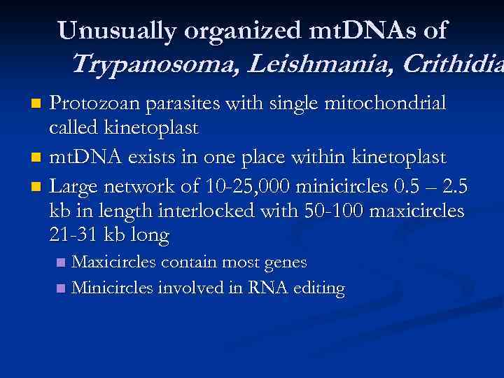 Unusually organized mt. DNAs of Trypanosoma, Leishmania, Crithidia Protozoan parasites with single mitochondrial called