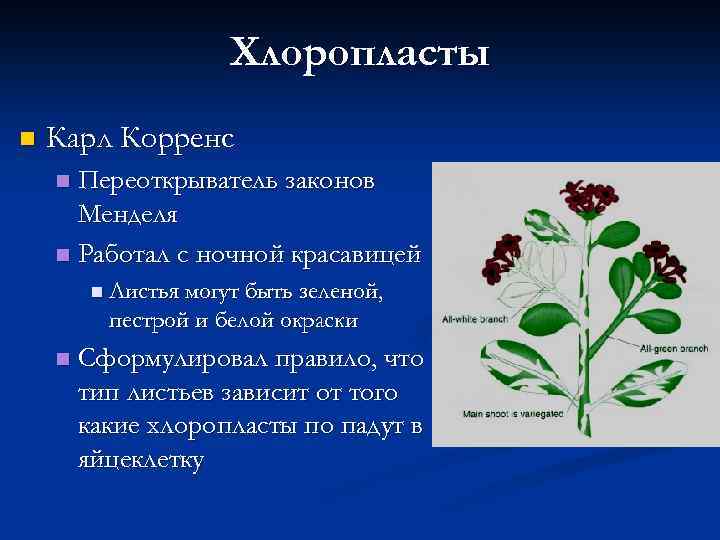Хлоропласты n Карл Корренс Переоткрыватель законов Менделя n Работал с ночной красавицей n n