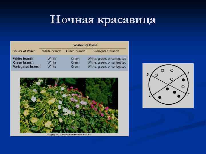 Отношения ген признак внеядерная наследственность презентация 10 класс