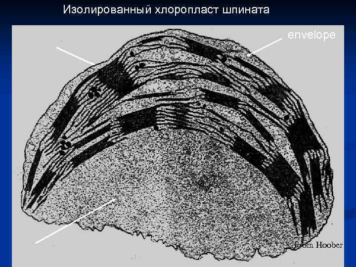 Изолированный хлоропласт шпината envelope From Hoober 